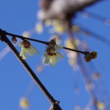 蠟梅と青空