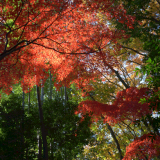 武相荘の紅葉 2017年12月